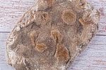 Основа для римской пиццы Ржаная (Парбейк) 20х30 см (240г х 10 шт) зам., Новиков